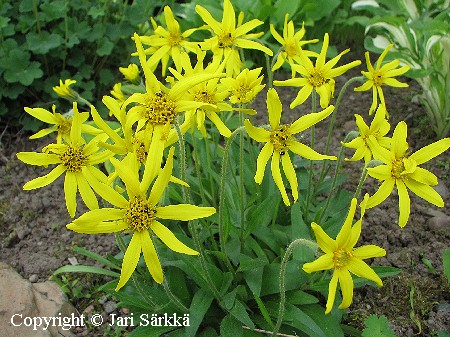 Arnica montana